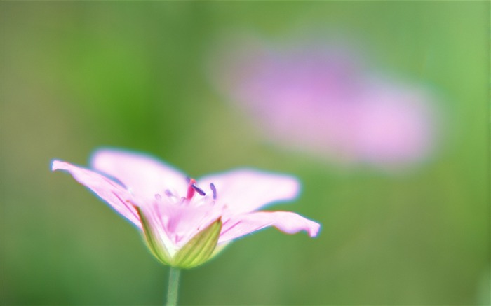 ソフトフォーカスの写真 - 27薄暗いロマンチック花 ブラウズ:9094