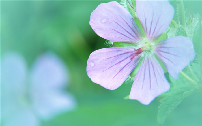 ソフトフォーカスの写真 - 31薄暗いロマンチック花 ブラウズ:9185