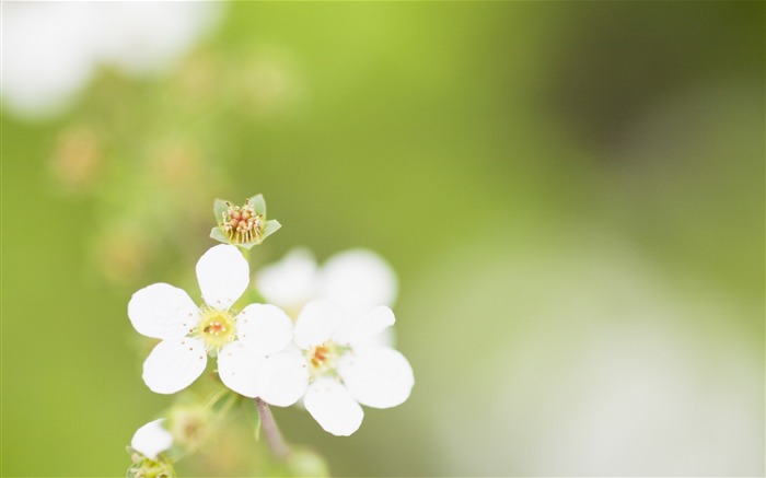 ソフトフォーカスの写真 - 32薄暗いロマンチック花 ブラウズ:8107