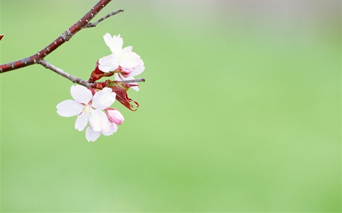 ソフトフォーカスの写真 - 33薄暗いロマンチック花 ブラウズ:8333