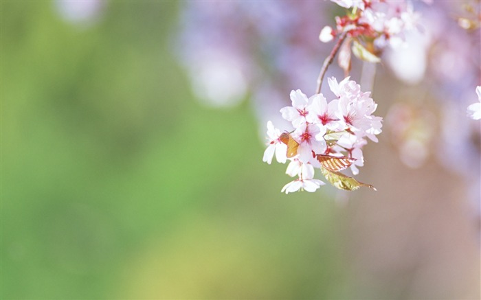 ソフトフォーカスの写真 - 34薄暗いロマンチック花 ブラウズ:8330