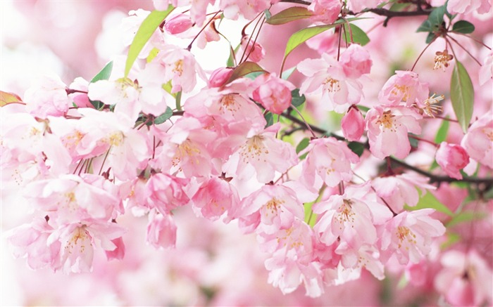 Fotografía de enfoque suave - Flores románticas tenues Vistas:67055