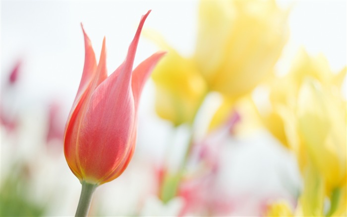 ソフトフォーカスの写真 - ロマンチックな花薄暗い ブラウズ:16411