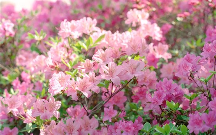 Spring Rhododendron Rhododendron Tree in Full Bloom Picture Views:16065 Date:2011/7/5 9:41:48