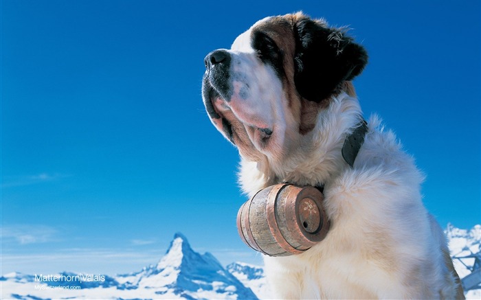 Saint Bernard de chien avec des vacances ski Suisse Cervin Vues:25361