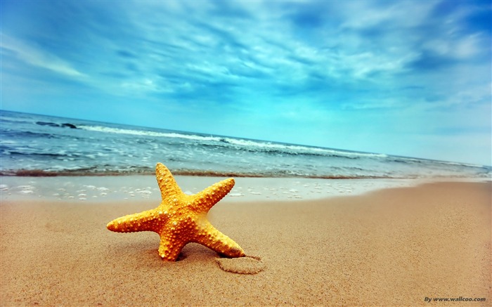 Starfish on the beach wallpaper Views:55727 Date:2011/7/14 19:38:11