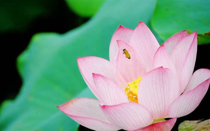 Fondo de pantalla de verano Lotus HD fotografía 01 Vistas:17423