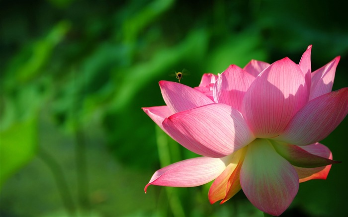 夏季莲花高清摄影壁纸03 浏览:20195