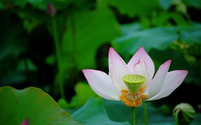 Fondo de pantalla de verano Lotus HD fotografía 07 Vistas:16051