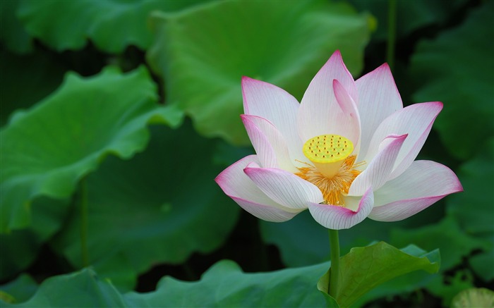 夏季莲花高清摄影壁纸11 浏览:27432