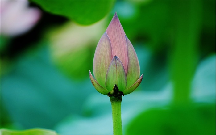 Fondo de pantalla de verano Lotus HD fotografía 14 Vistas:19081