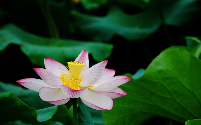 Fondo de pantalla de verano Lotus HD fotografía 17 Vistas:16001