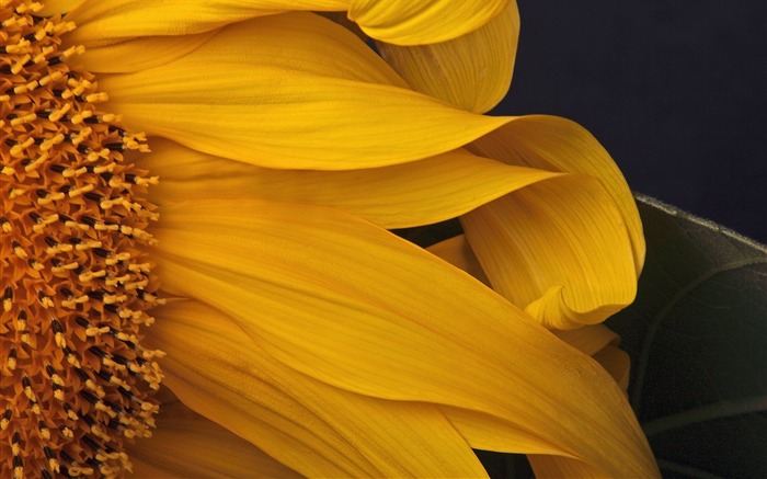 Girasol cerca de Oregon Vistas:10725