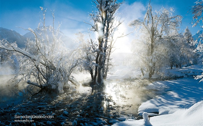 Soleil à travers les arbres couverts de neige et la Suisse Paysage d'hiver Vues:14236