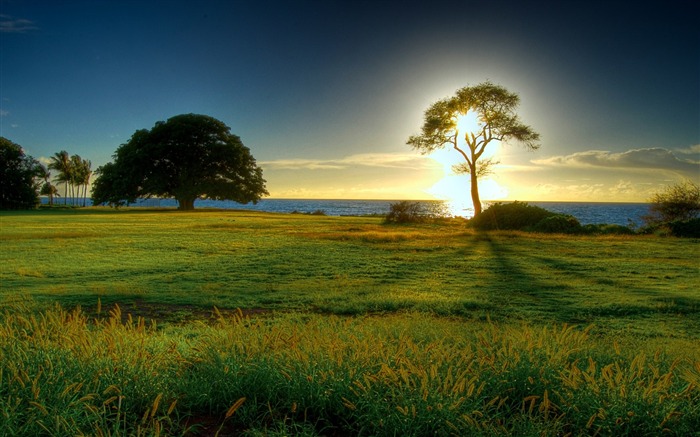 Sunrise Tree: fotografía de paisajes naturales del mundo Vistas:58168