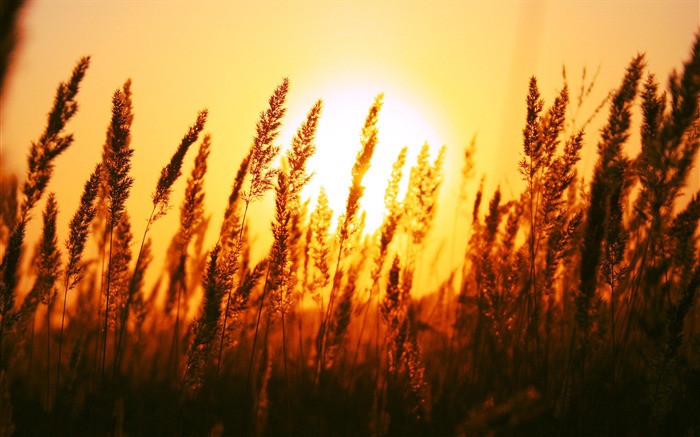 Sunset Wheat - widescreen landscape dark lines Views:18438 Date:2011/7/5 13:46:17