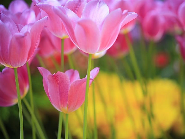 Sweet Pink Tulips- Spring Flowers Picture Views:7825 Date:2011/7/20 17:43:25