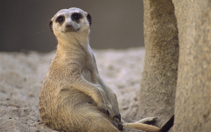 Taking a Load Off Meerkat Views:9936 Date:2011/7/15 1:40:09