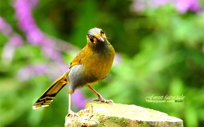 頭鳥 - 黃鳥胸前頭眉 - 森林鳥壁紙01 查看次數:17481