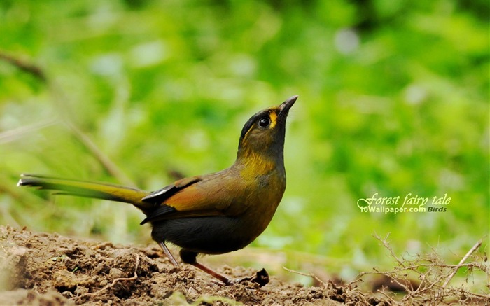 Tau birds-bird yellow chest Tau eyebrow-Aura lovely bird wallpaper Views:19654 Date:2011/7/8 16:42:26