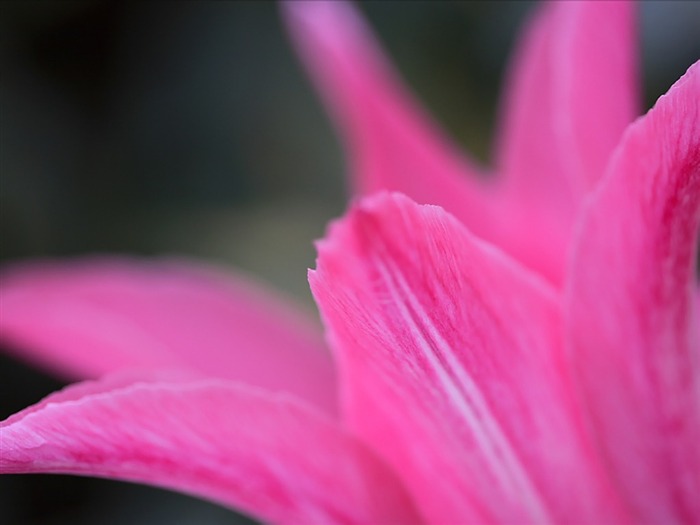 粉红花瓣郁金香特写图片 浏览:4952