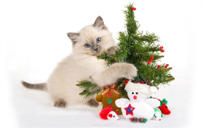 The cats Christmas toys wallpaper Views:14576 Date:2011/7/17 10:39:00