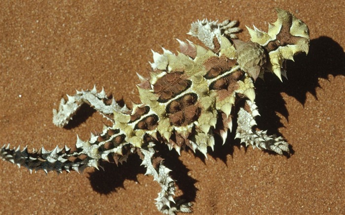 Thorny Devil Western Australia Views:9679 Date:2011/7/15 1:40:29