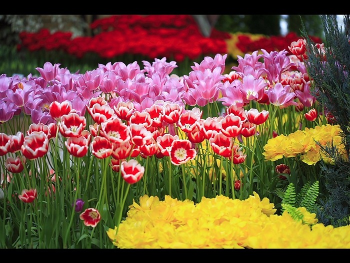 Tulip Flower Show Picture Visualizações:5513