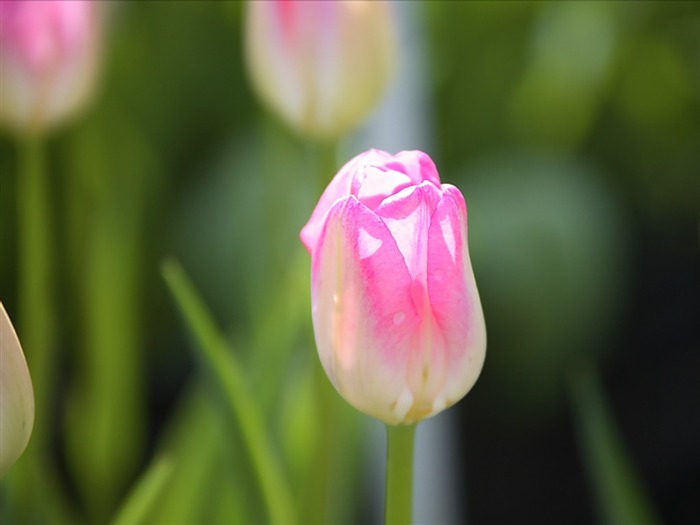 Tulips in Garden- Tulip Picture Views:39675 Date:2011/7/20 17:45:06