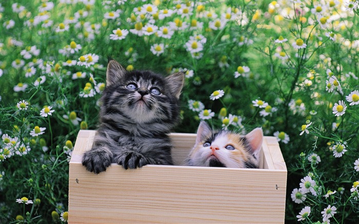 Two small cats-a small box of kitty wallpaper Views:9894 Date:2011/7/19 16:08:51