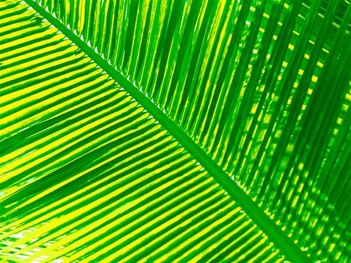 Under the sun palm leaf wallpaper Views:22767 Date:2011/7/29 10:37:53