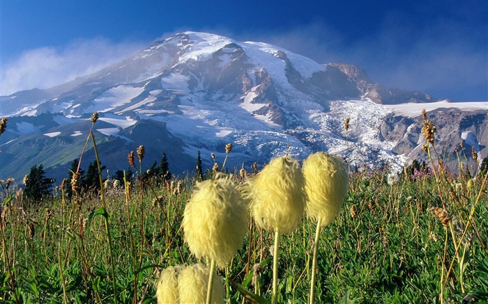 Washington- Fondo de pantalla del Parque Nacional Monte Rainier Vistas:9261