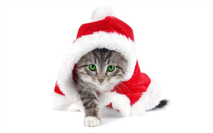 Wearing Christmas hats little cat - kitten cute Christmas wallpaper Views:45926 Date:2011/7/17 10:40:02