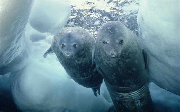 Weddell Seal and Pup Antarctica Views:11962 Date:2011/7/15 1:40:54