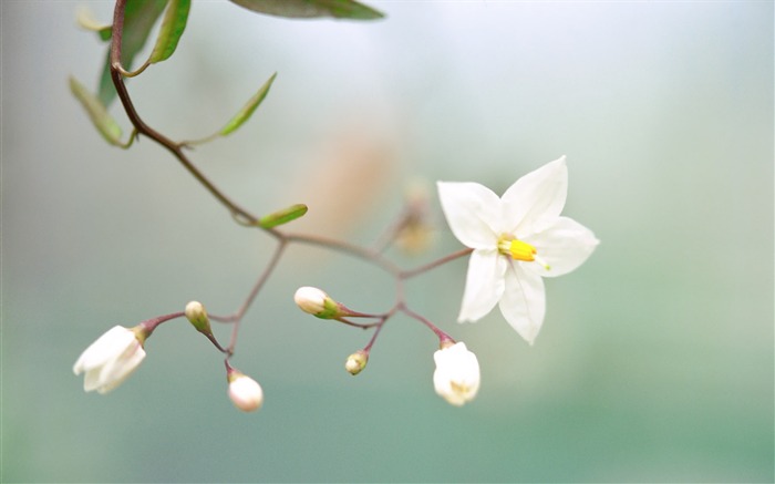 White Flowers Picture Views:10331 Date:2011/7/5 9:42:11