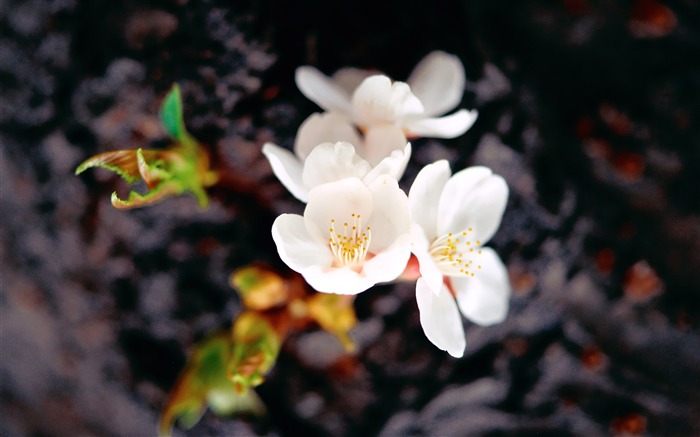 White Plum Blossom Beautiful Flower Photogtaphy Picture Views:10512 Date:2011/7/5 9:42:31