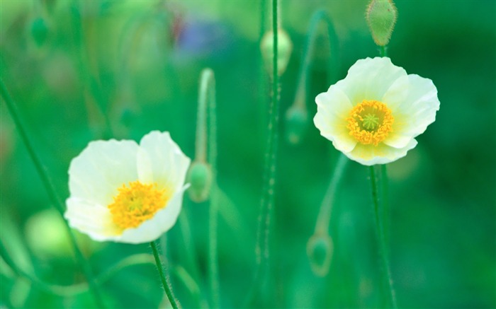 White Poppy Flowers in Field Picture Views:12212 Date:2011/7/5 9:42:50