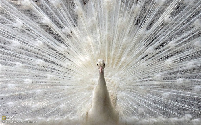 Pavo real blanco mostrando su cola Sarasota Vistas:19350