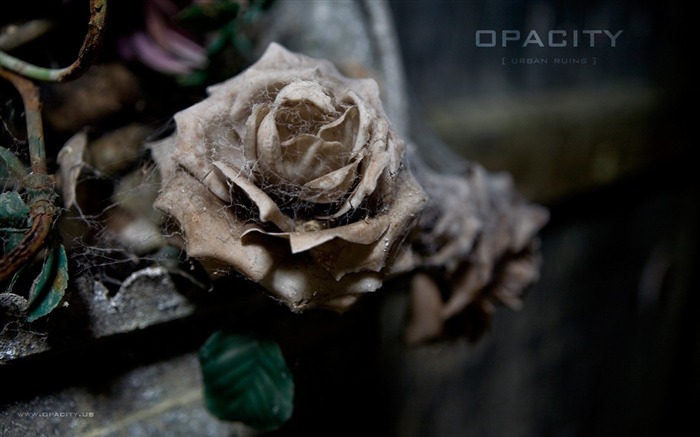 Withered Rose La Crypte des Fleurs A beleza esquecida Visualizações:9787