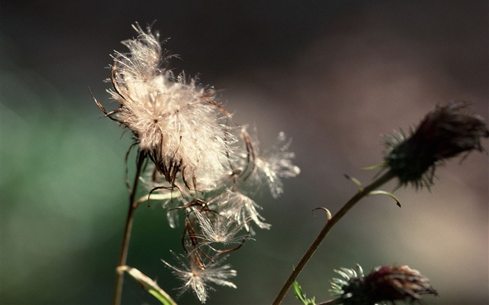 Withered dandelion - Department of scenery with dark shot 01 Views:10154 Date:2011/7/5 13:53:34