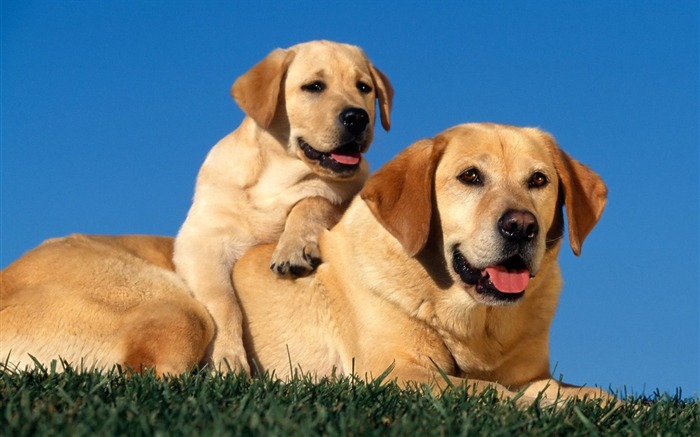 Labradors amarelos Visualizações:15692