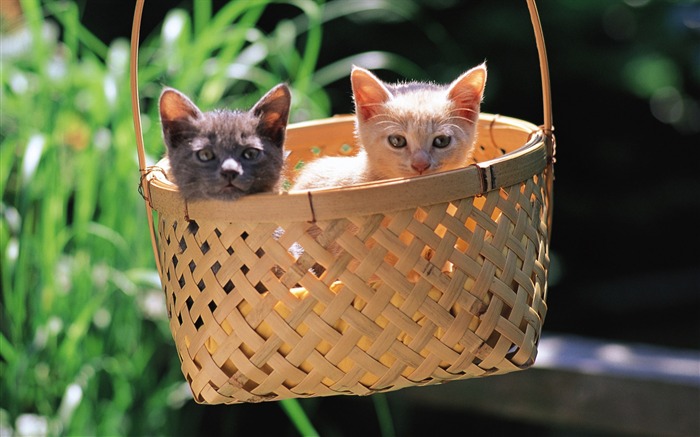 baskets in the cute little kitty wallpaper Views:11957 Date:2011/7/19 16:03:11