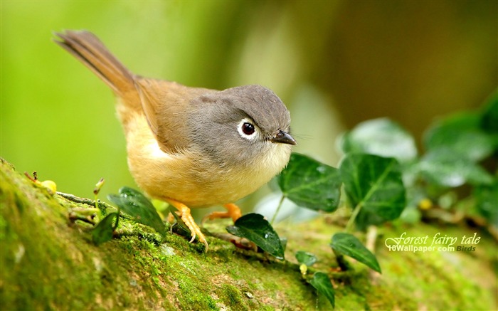 imágenes de pájaro-ojo-Aura pájaro fondo de pantalla Vistas:28549