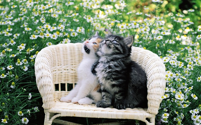 cat friends-a small cat on a chair Views:27717 Date:2011/7/19 16:03:35