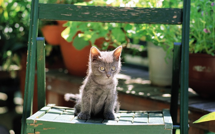 chair little cat Views:12159 Date:2011/7/19 16:03:51