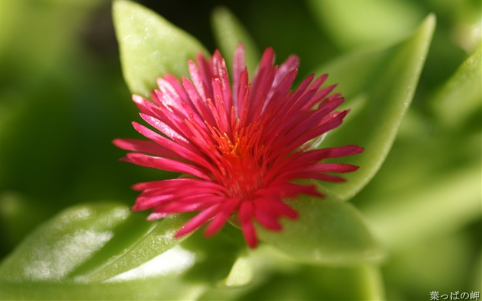 Encantadora flor de flores e flores Mercado de flores 01 Visualizações:10787