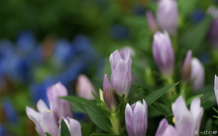 魅力的な花、花画像花市場02 ブラウズ:10001