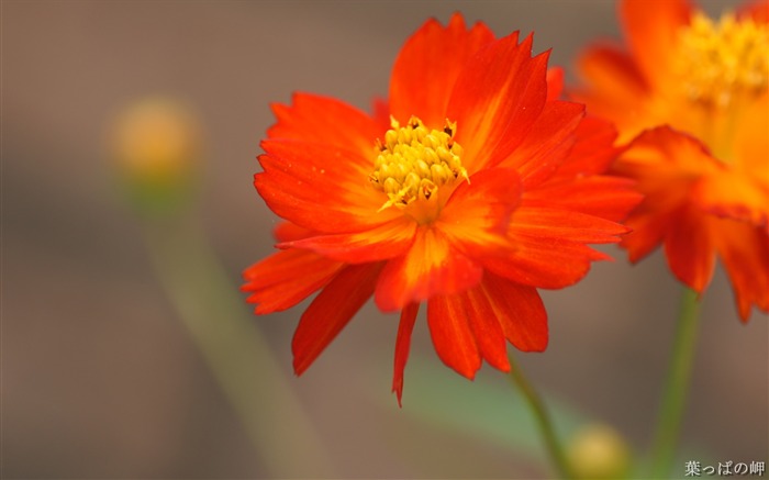 迷人的花朵花卉图片花卉市场03 浏览:11215