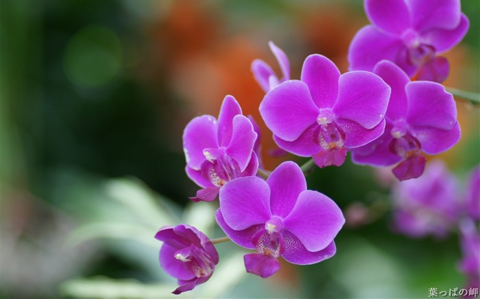 魅力的な花、花画像花市場04 ブラウズ:15370