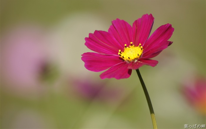 魅力的な花、花画像花市場05 ブラウズ:11573